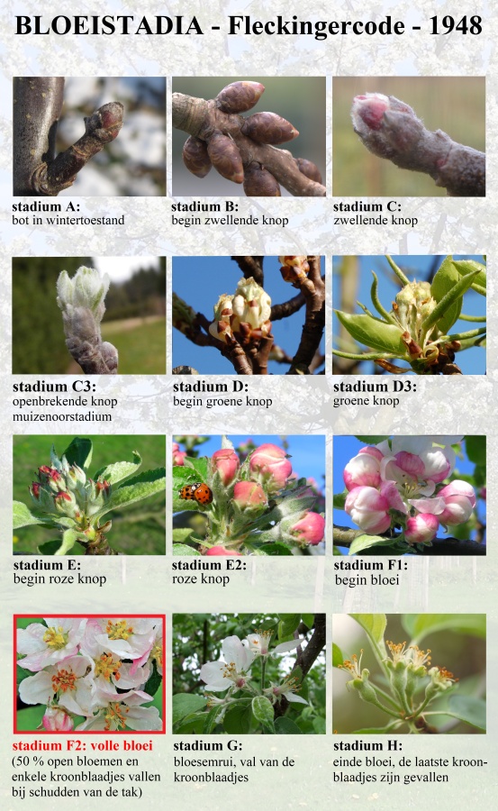 bannerbloesems